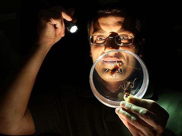 7 načinov, kako napovedati vojno komarjem